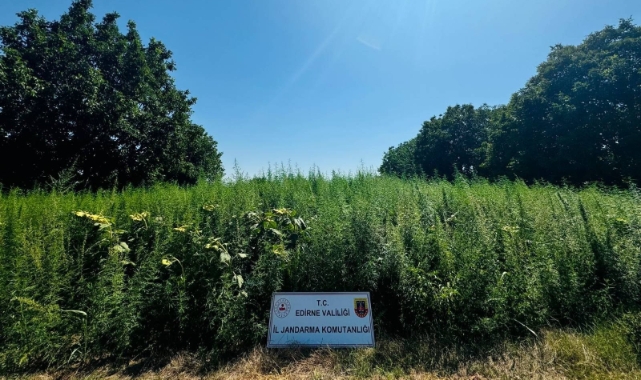 Edirne'de 120 bin kök kenevir yakalandı