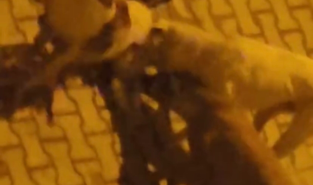 Elazığ’da sokak köpekleri kediyi parçaladı