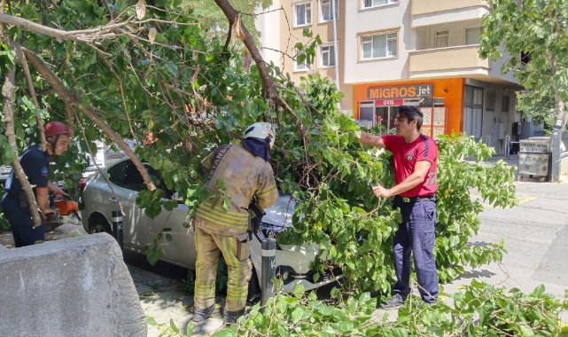 Güneşten çürüyen ağaç otomobilin üzerine devrildi