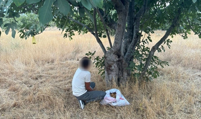 İncir hırsızı suçüstü yakalandı   