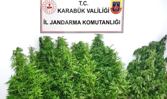 Jandarmadan kenevir operasyonu