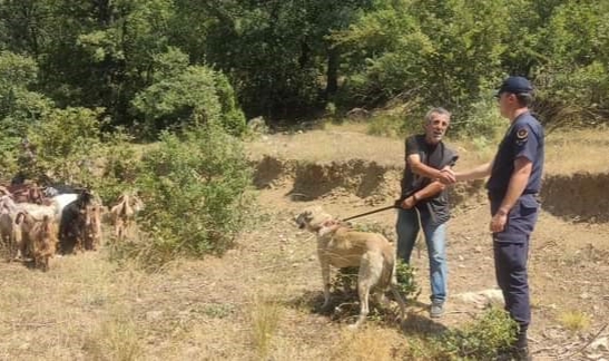 Kaybettiği küçükbaş hayvanlarını jandarma buldu!