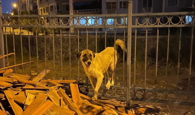 Korkuluklarda sıkışan köpeği itfaiye kurtardı