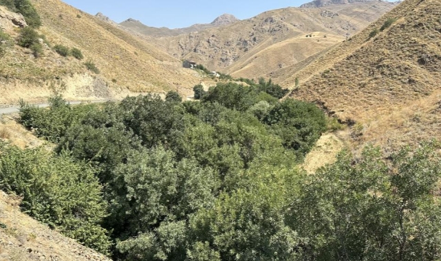 Kuru dağı cevizli vadiye dönüştürdü