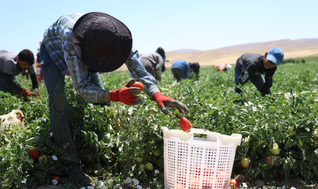 Mevsimlik işçilerin sıcak altında ekmek mücadelesi