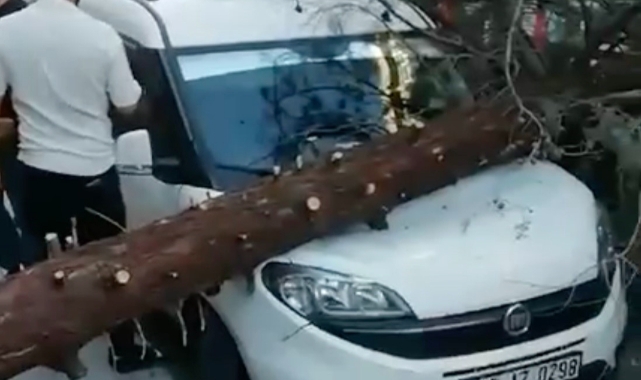 Park halindeki aracın üzerine ağaç devrildi!