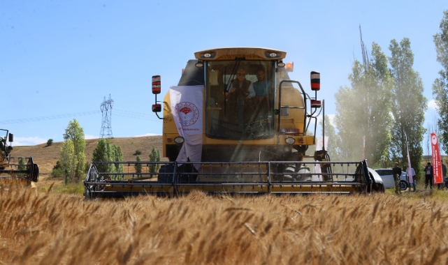 Sivas'ta buğday hasadı yüzleri güldürdü