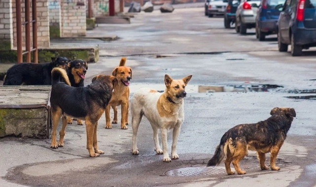 Türkiye’de kaç sokak köpeği var?