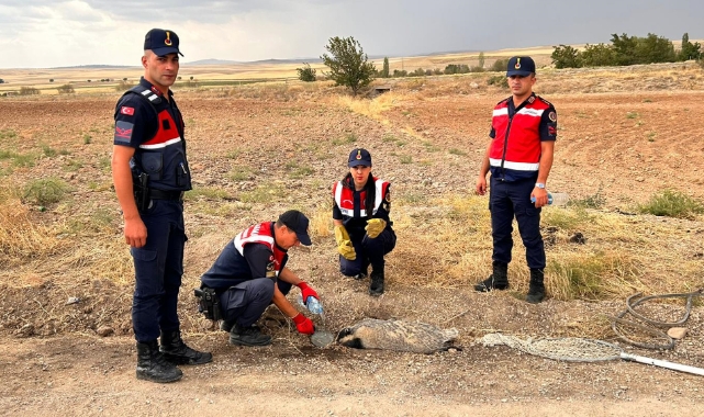 Türkiye'de nadir görülüyordu, yaralı halde bulundu