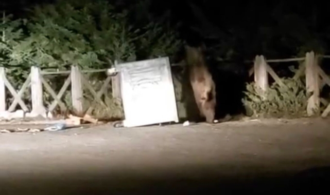 Uludağ'da aç ayı konteyneri devirdi!