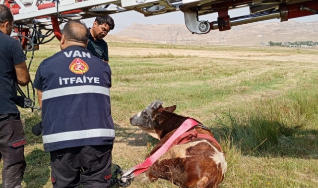 Van’da inek kurtarma operasyonu