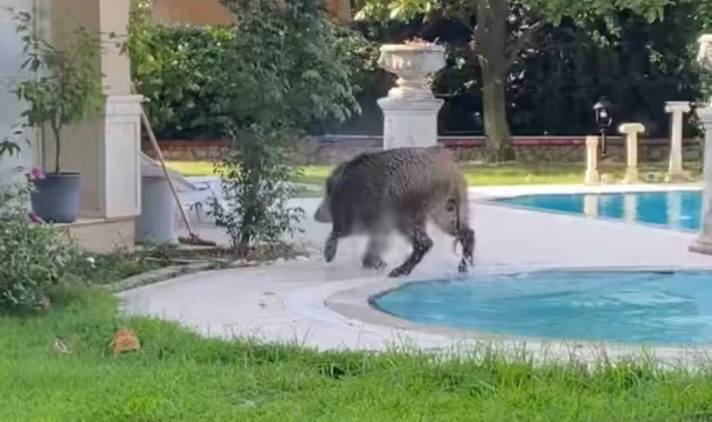 Villaya kaçak giren domuz havuza düştü