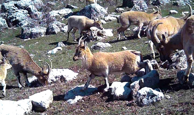 Yaban keçisi sürüsü fotokapanla görüntülendi!