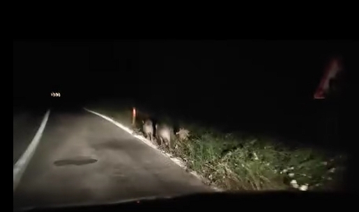 Yalova’da domuzlar kara yoluna indi!