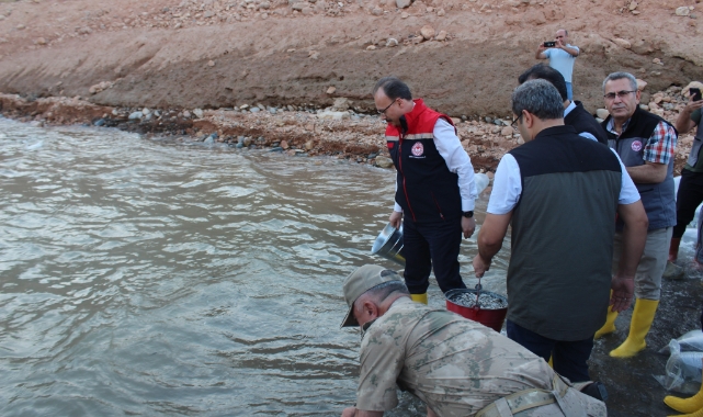 1 milyon yavru sazan suya bırakıldı