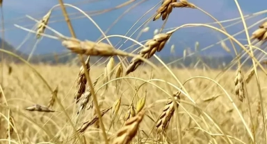 13 bin yıllık kavılca buğdayında hasat dönemi başlandı.