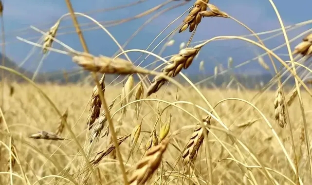 13 bin yıllık kavılca buğdayında hasat dönemi başlandı.