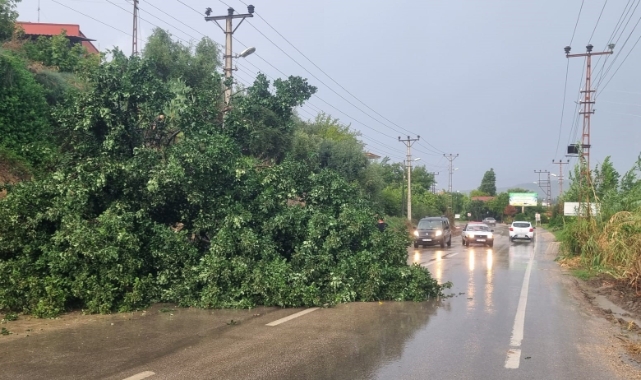 Adana'da fırtına ağaç devirdi