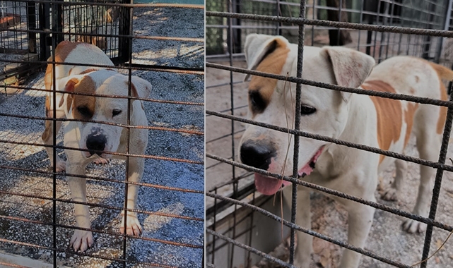 Ata saldıran köpek yakalandı
