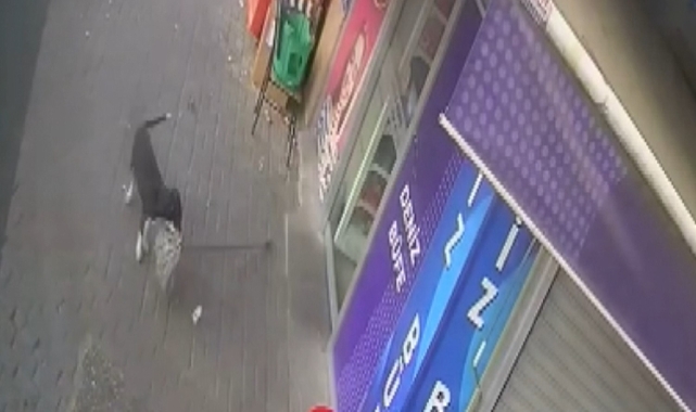 Aydın'da büfe işletmecisinin beslediği köpek hırsız çıktı