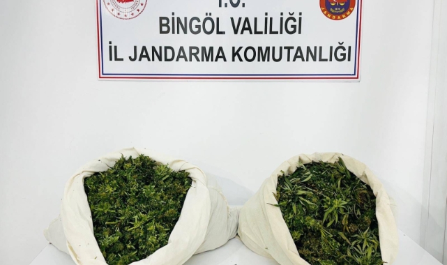 Bingöl’de 3 bin kök kenevir ve 21 kilo esrar ele geçirildi