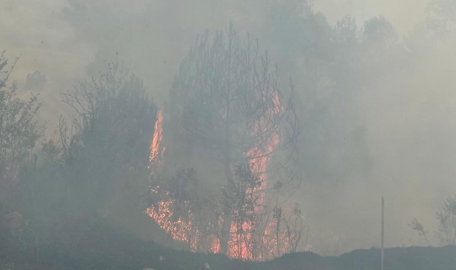 Bolu'daki orman yangını kontrol altına alındı