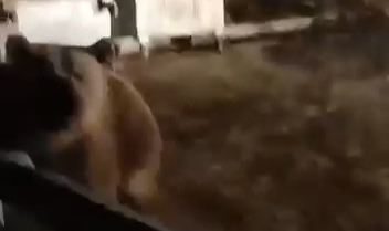 Bursa'da ayının saldırısından son anda kurtuldu