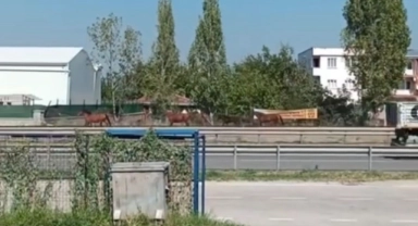 Bursa'da başıboş atlar anayolda cirit attı