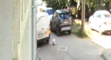 Bursa'da kargo şirketinin aracıyla köpeği ezip, yoluna devam etti