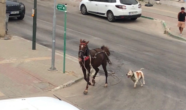 Bursa'da küçücük köpek ata saldırdı