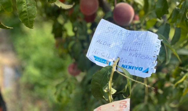 Bursa'da şeftali ağacına asılan not kalpleri ısıttı