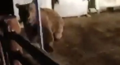 Bursa Uludağ'da ayı saldırısı!
