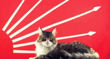 CHP Genel Merkezi'nde yaşayan kedi "Şero" hayatını kaybetti