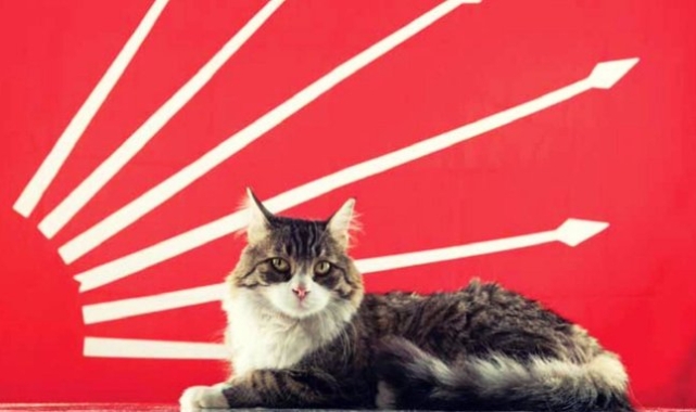 CHP Genel Merkezi'nde yaşayan kedi "Şero" hayatını kaybetti