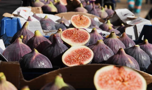 Dünya'nın en güzel incirleri Osmangazi'de görücüye çıktı