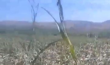 Elazığ’da yaban domuzları mısır tarlasını talan etti
