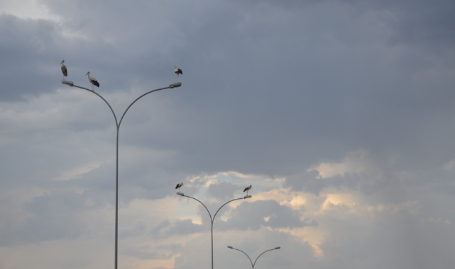 Göç yolculuğunda leylekler, elektrik direklerinde mola verdi