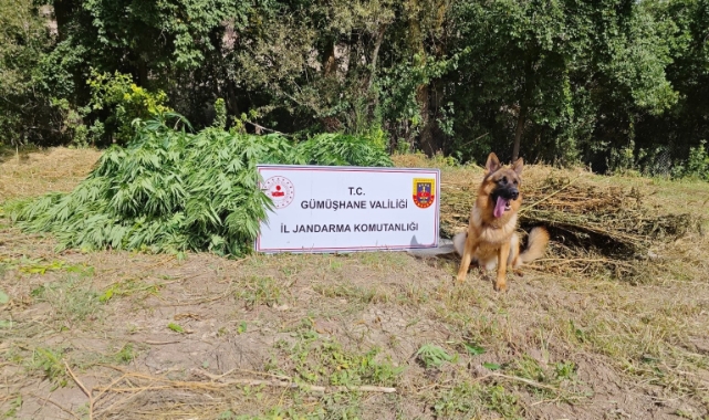 Gümüşhane’de uyuşturucu operasyonu! Kilolarca ele geçirildi