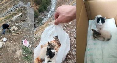 Hakkari’de poşetin içinde ölüme terk edilen yavru kediler kurtarıldı