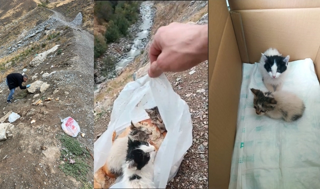 Hakkari’de poşetin içinde ölüme terk edilen yavru kediler kurtarıldı