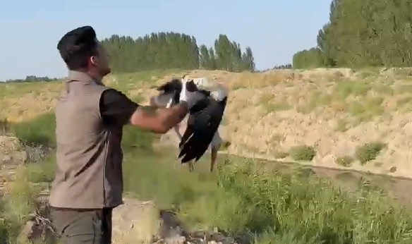 Iğdır'da bitkin halde bulunan leylek doğaya bırakıldı