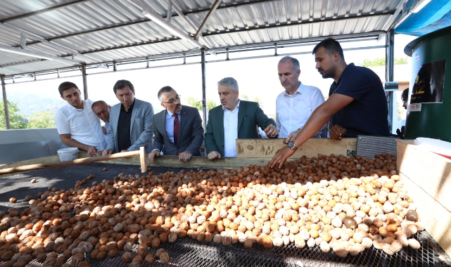 İnegöl'de hedef 42 bin ton ceviz