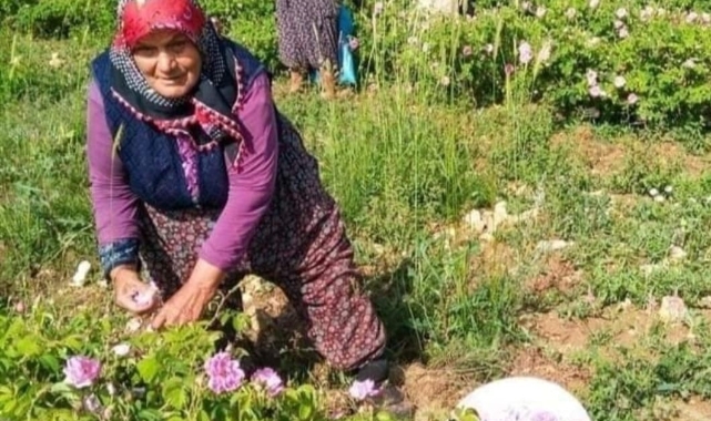 Isparta'da gül çiçeği taban fiyatı belirlendi
