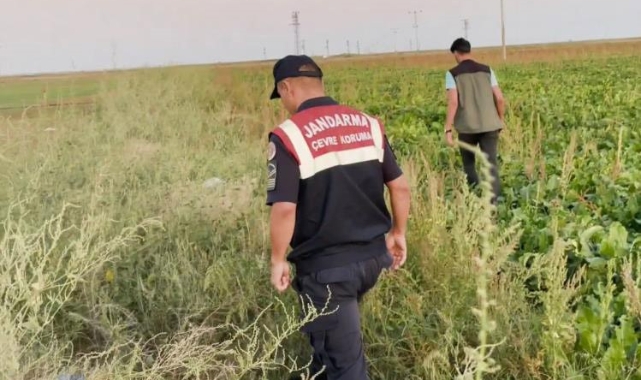 Kaçak avcılar jandarmanın ağına takıldı