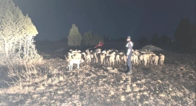 Kütahya’da kayıp 92 küçükbaş hayvanı jandarma buldu
