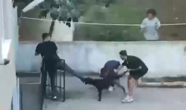 Maltepe'de pitbull cinsi köpek dehşet saçtı!