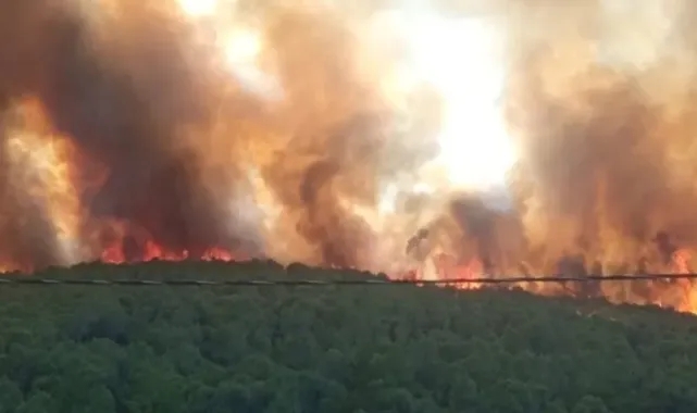 Milas'ta orman yangını!