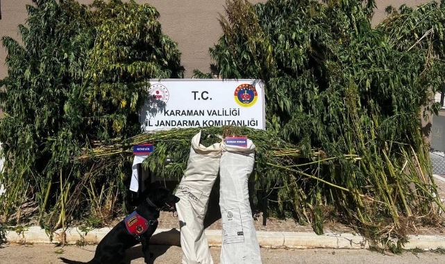 Mısır tarlasında uyuşturucu operasyonu
