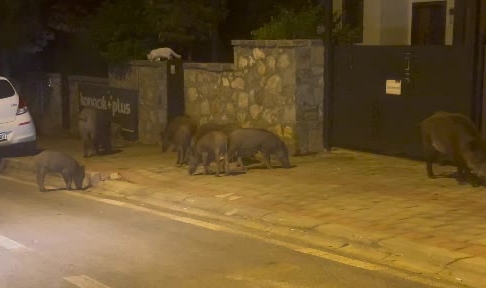 Muğla'da aç kalan domuzlar şehre indi