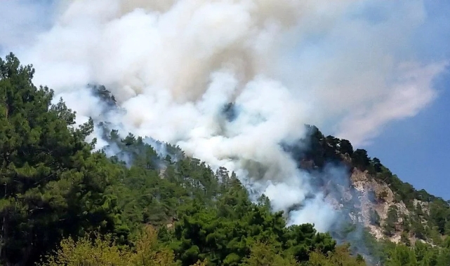 Muğla'da orman yangını!